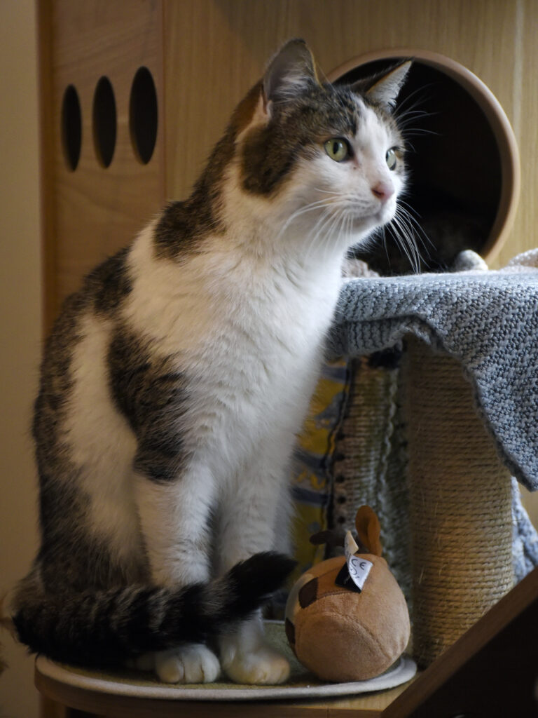 Osborn_Poufsouffle_05