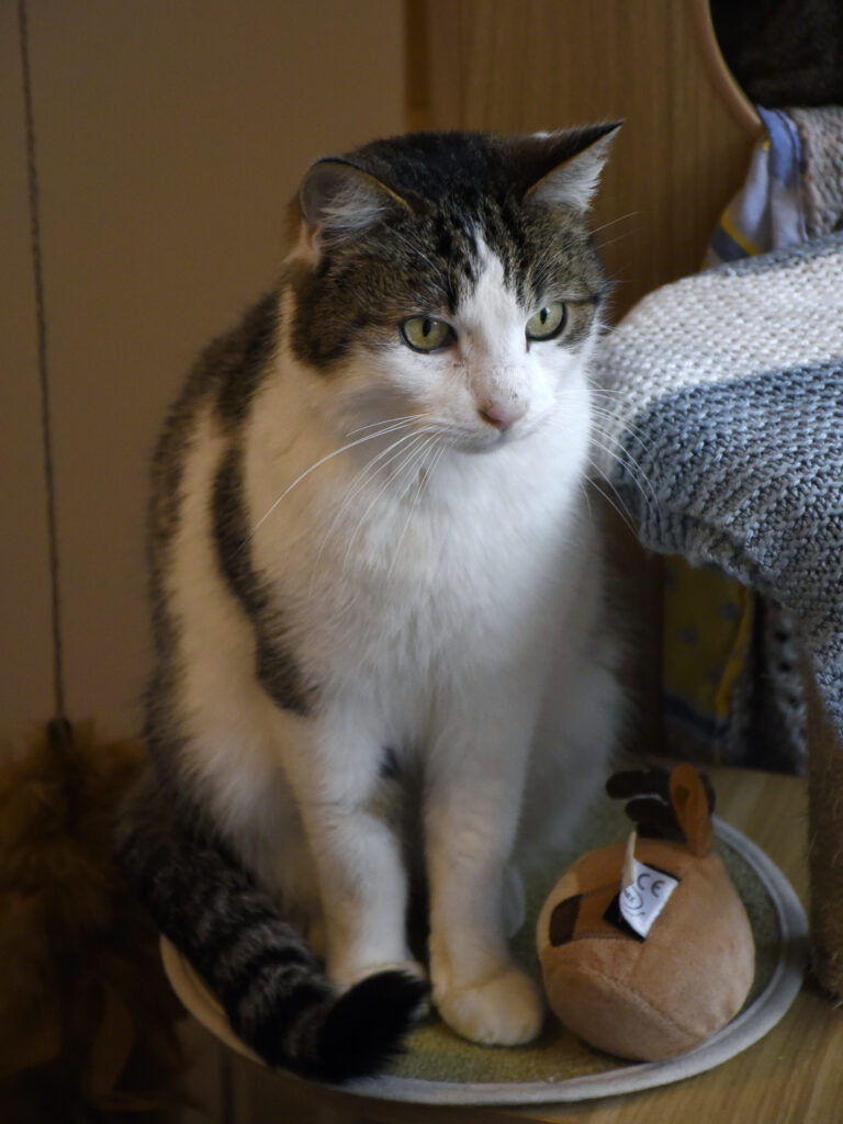 Osborn_Poufsouffle_06