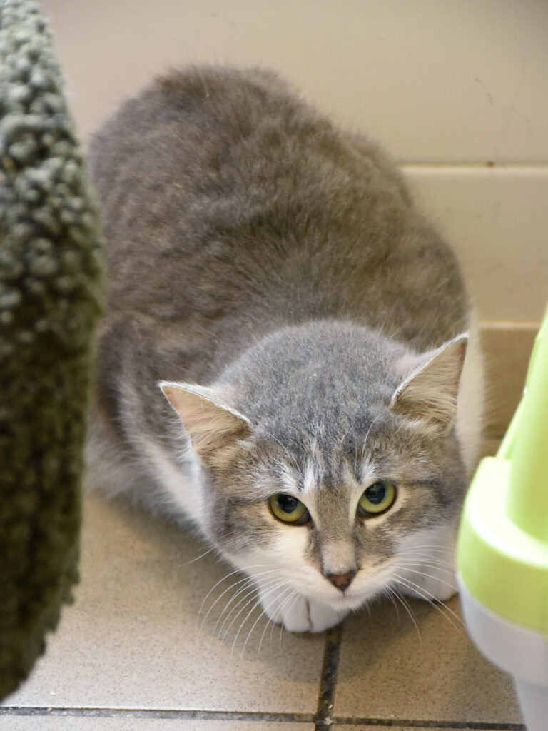 Pendjab-Griffondor-RetraitVertou-03