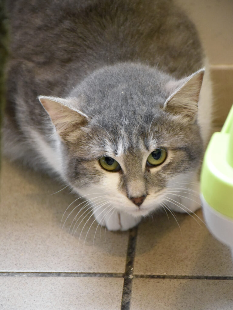 Pendjab-Griffondor-RetraitVertou-04