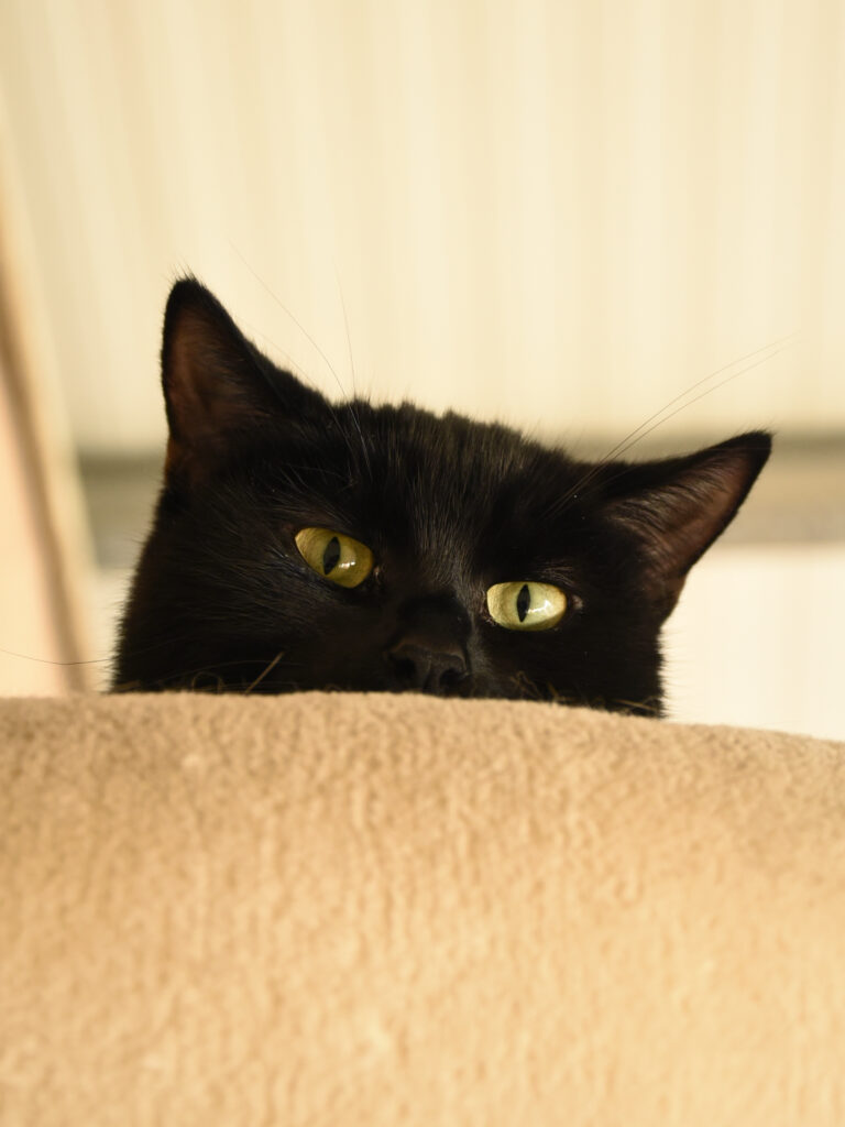 Phrenapates-Pattenrond-03