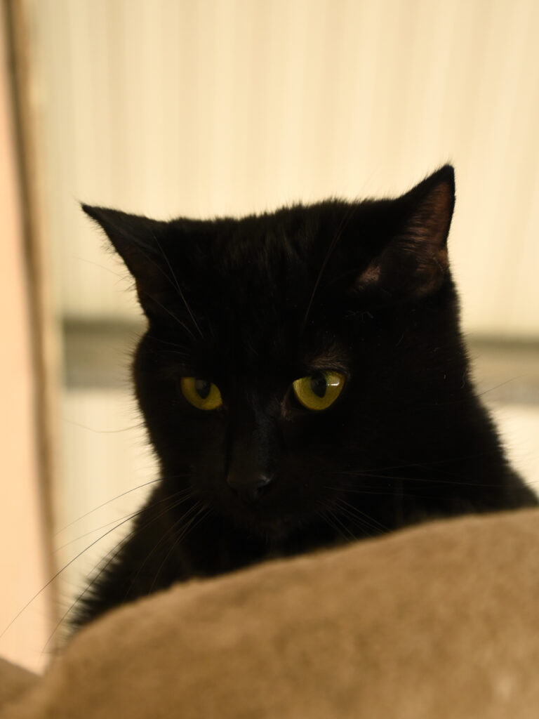 Phrenapates-Pattenrond-04