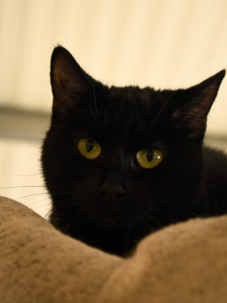 Phrenapates-Pattenrond-05