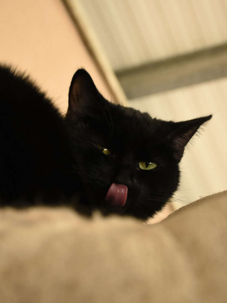 Phrenapates-Pattenrond-07