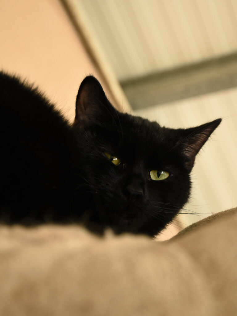 Phrenapates-Pattenrond-08