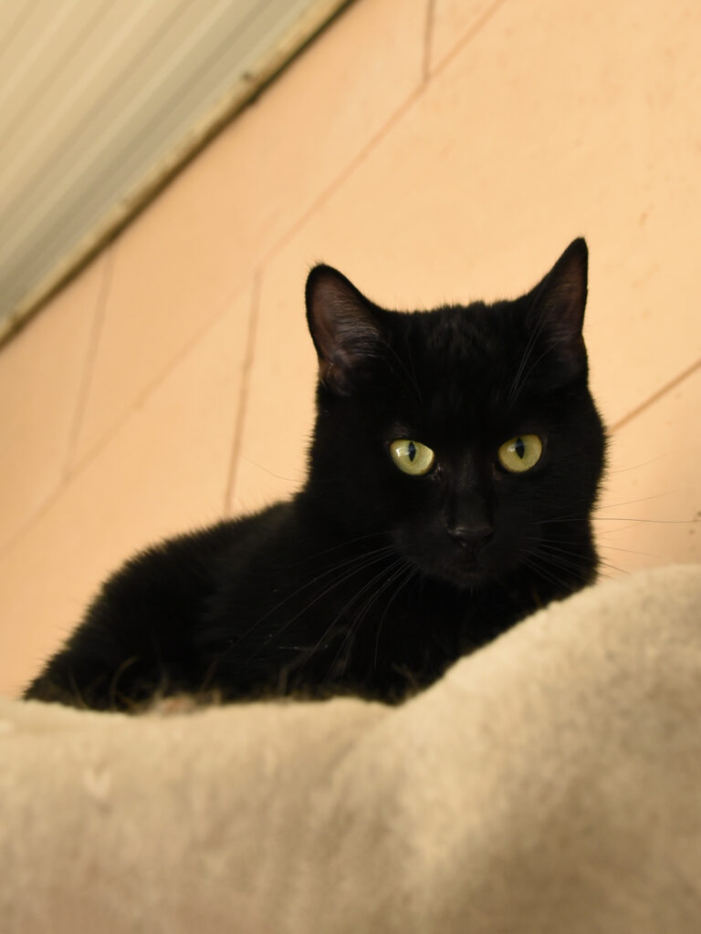 Phrenapates-Pattenrond-09