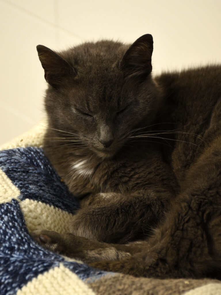 Six-Seven_Phoenix_03