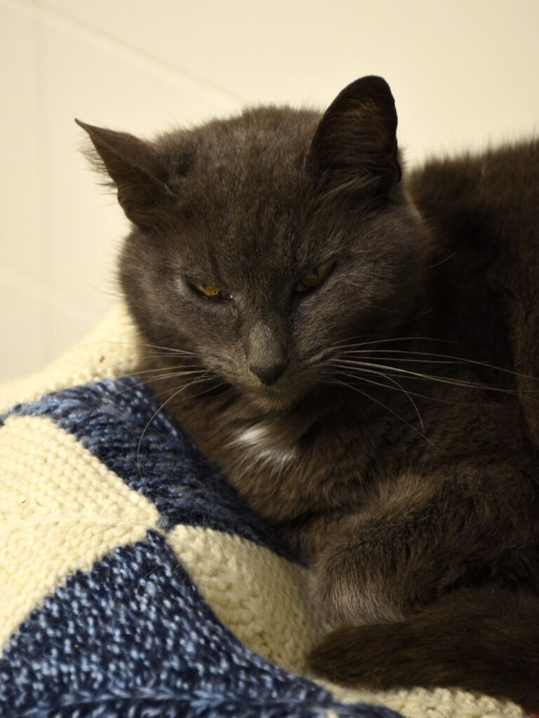 Six-Seven_Phoenix_04