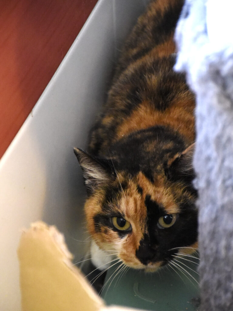 Tikka_Griffondor-RetraitVertou_04