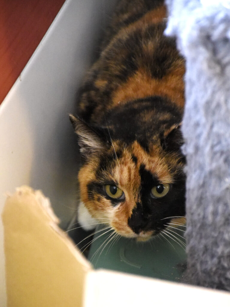 Tikka_Griffondor-RetraitVertou_05