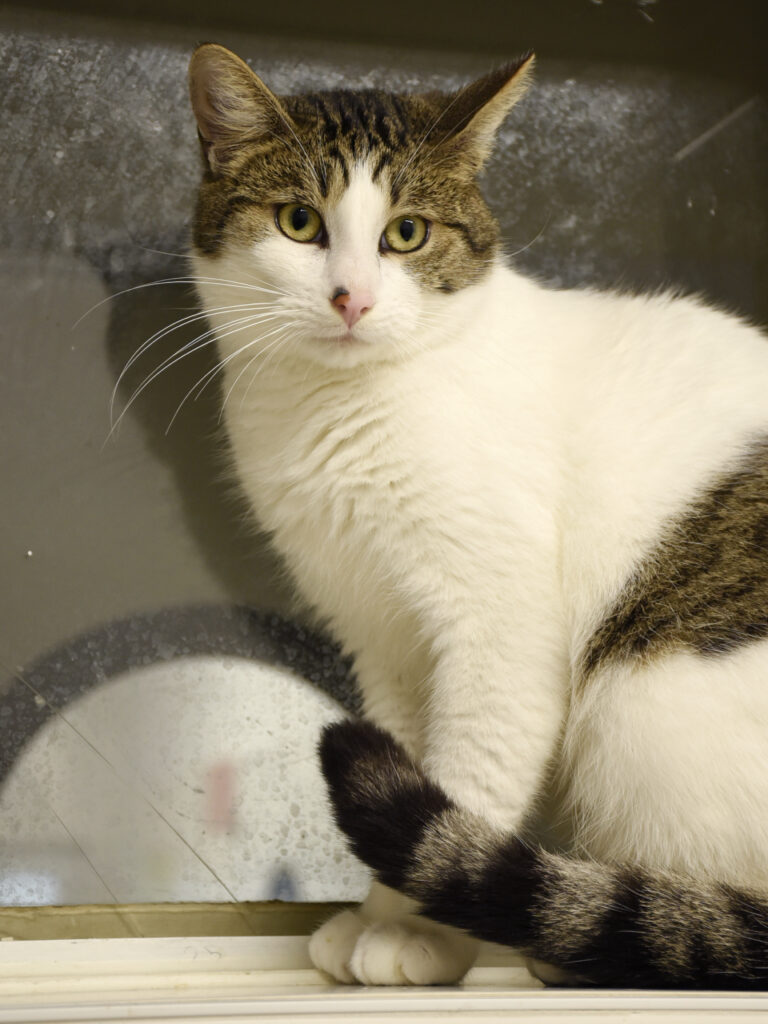 Valéran_Serdaigle-Diogène_04