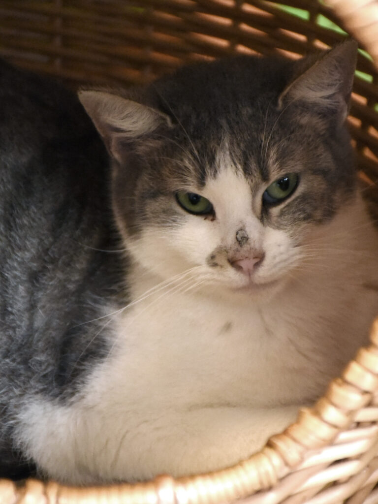 Vindaloo_Griffondor-RetraitVertou_05