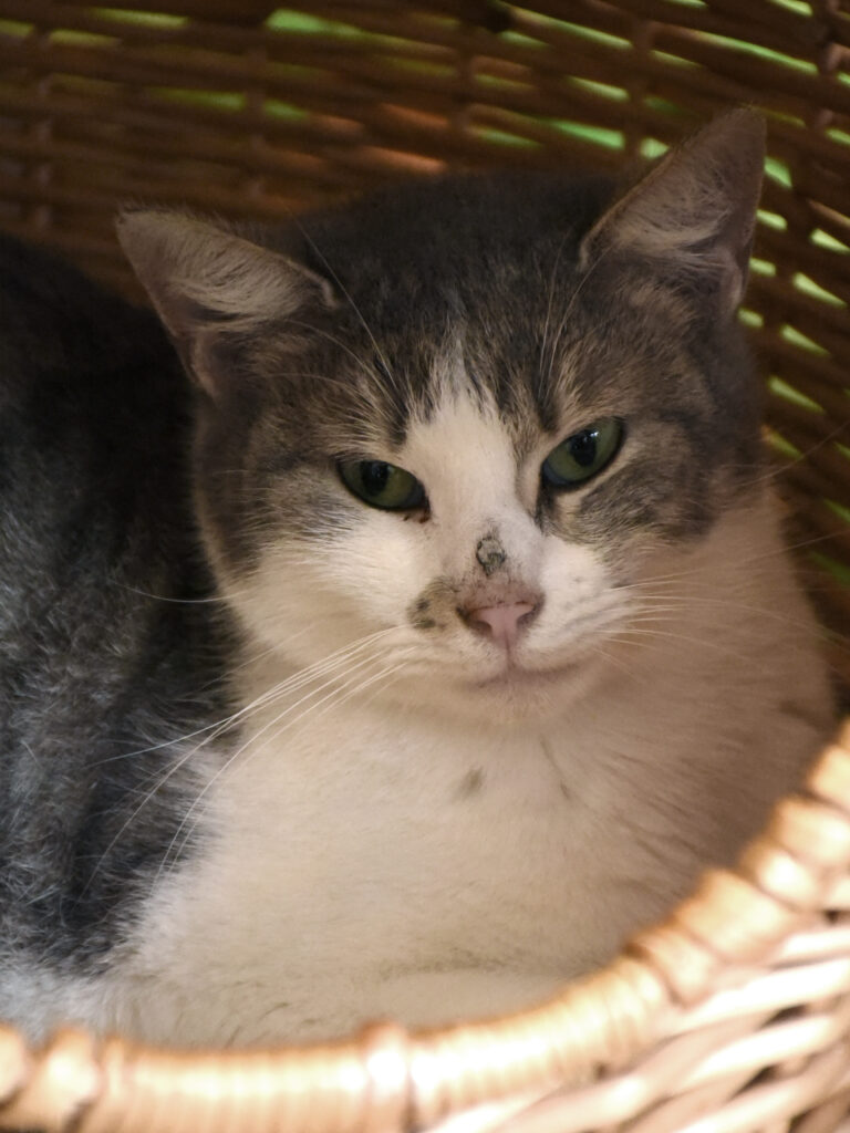 Vindaloo_Griffondor-RetraitVertou_06