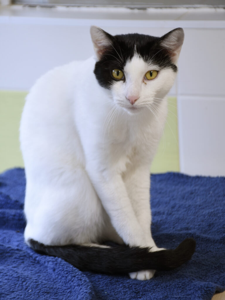 Catapulte_Serdaigle-Diogène_06