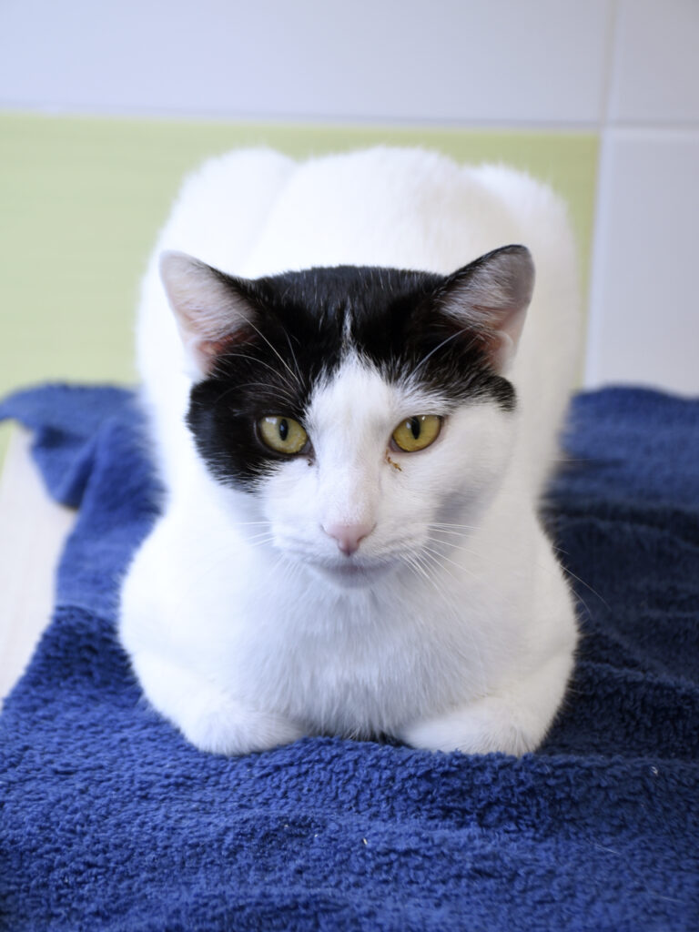 Catapulte_Serdaigle-Diogène_08