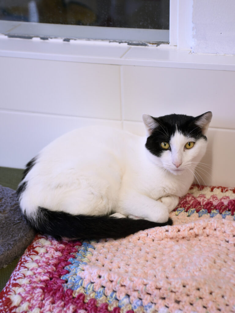 Catapulte_Serdaigle-Diogène_09