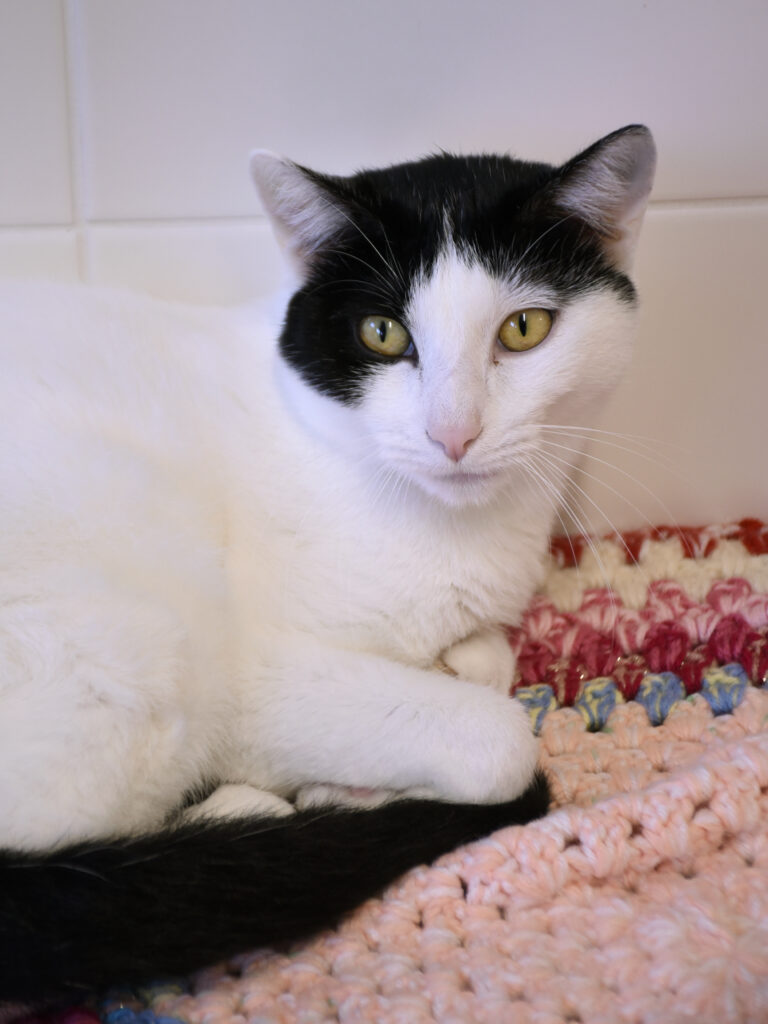 Catapulte_Serdaigle-Diogène_10