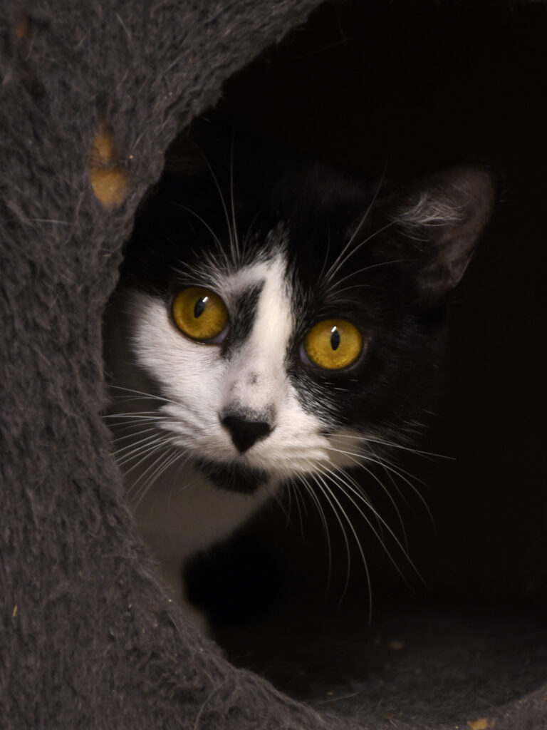 Croisade_Serdaigle-Diogène_05