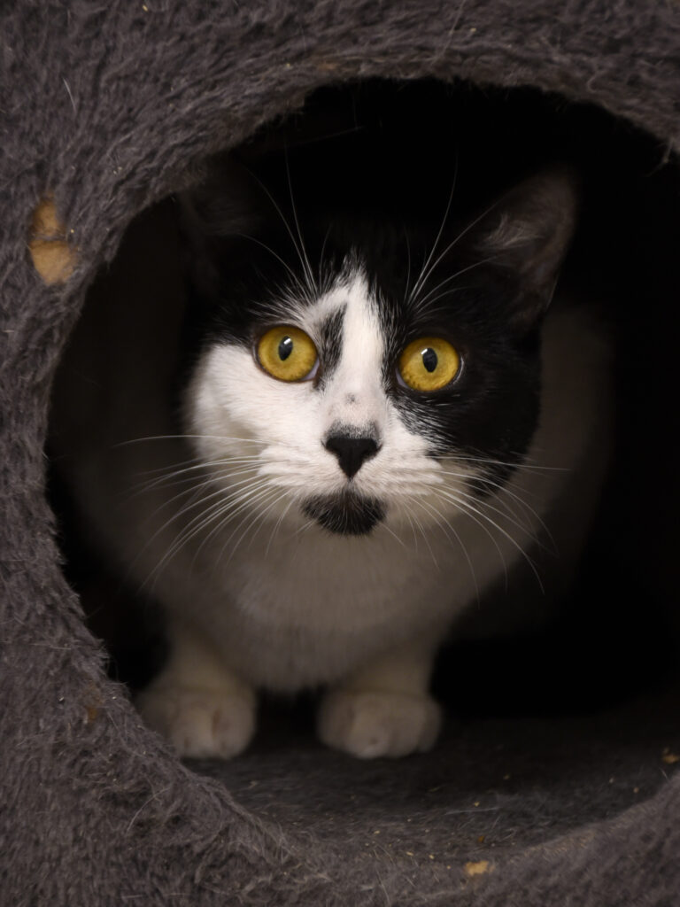 Croisade_Serdaigle-Diogène_06