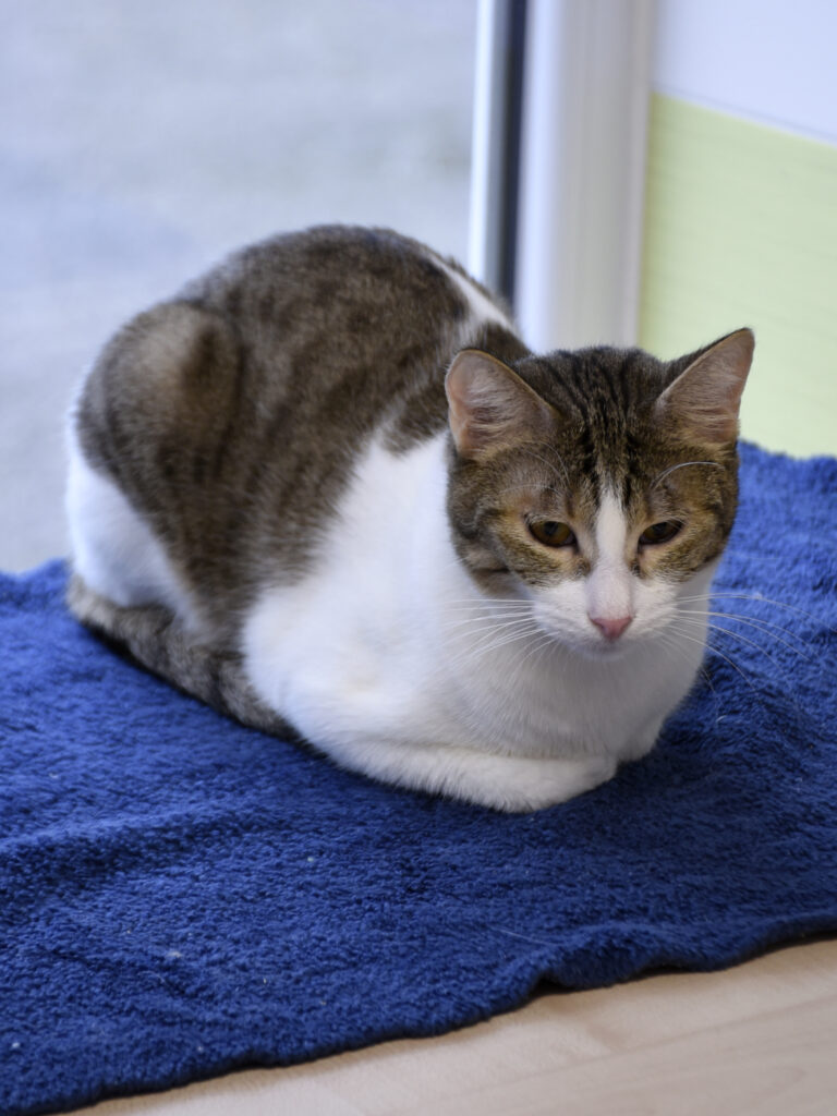 Fer-De-Lance-Serpentard-Diogènes-06