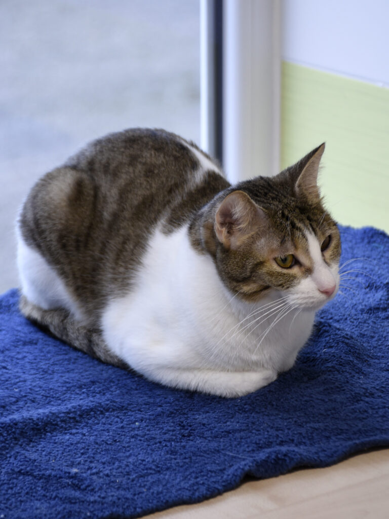 Fer-De-Lance-Serpentard-Diogènes-07