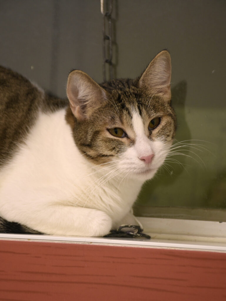 Fer-De-Lance-Serpentard-Diogènes-08