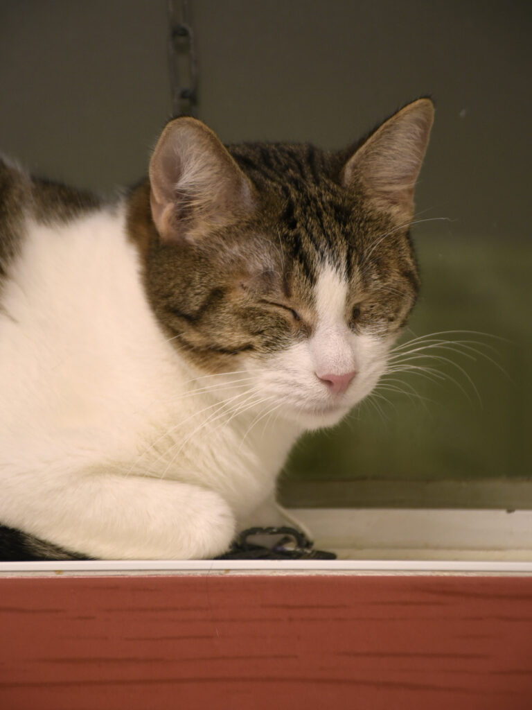 Fer-De-Lance-Serpentard-Diogènes-10