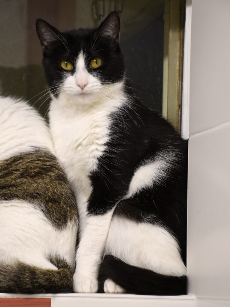 Griffonne_Serdaigle-Diogène_06