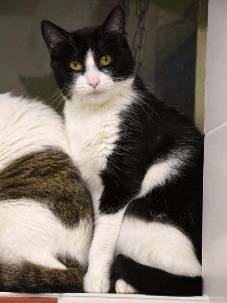 Griffonne_Serdaigle-Diogène_07