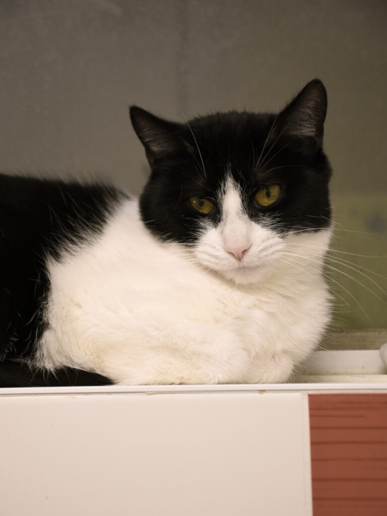 Griffonne_Serdaigle-Diogène_08