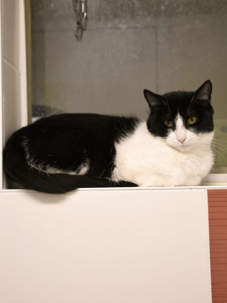 Griffonne_Serdaigle-Diogène_09