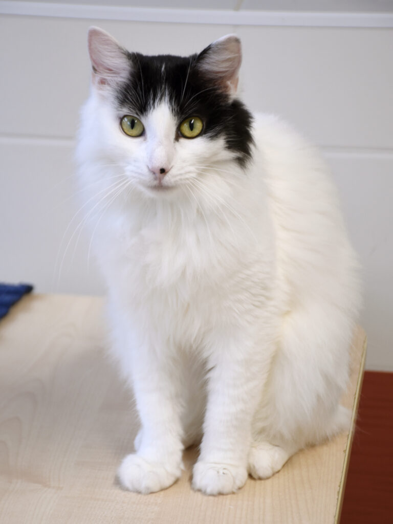 Guenièvre_Serdaigle-Diogène_05