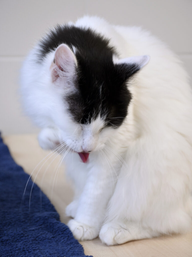 Guenièvre_Serdaigle-Diogène_06