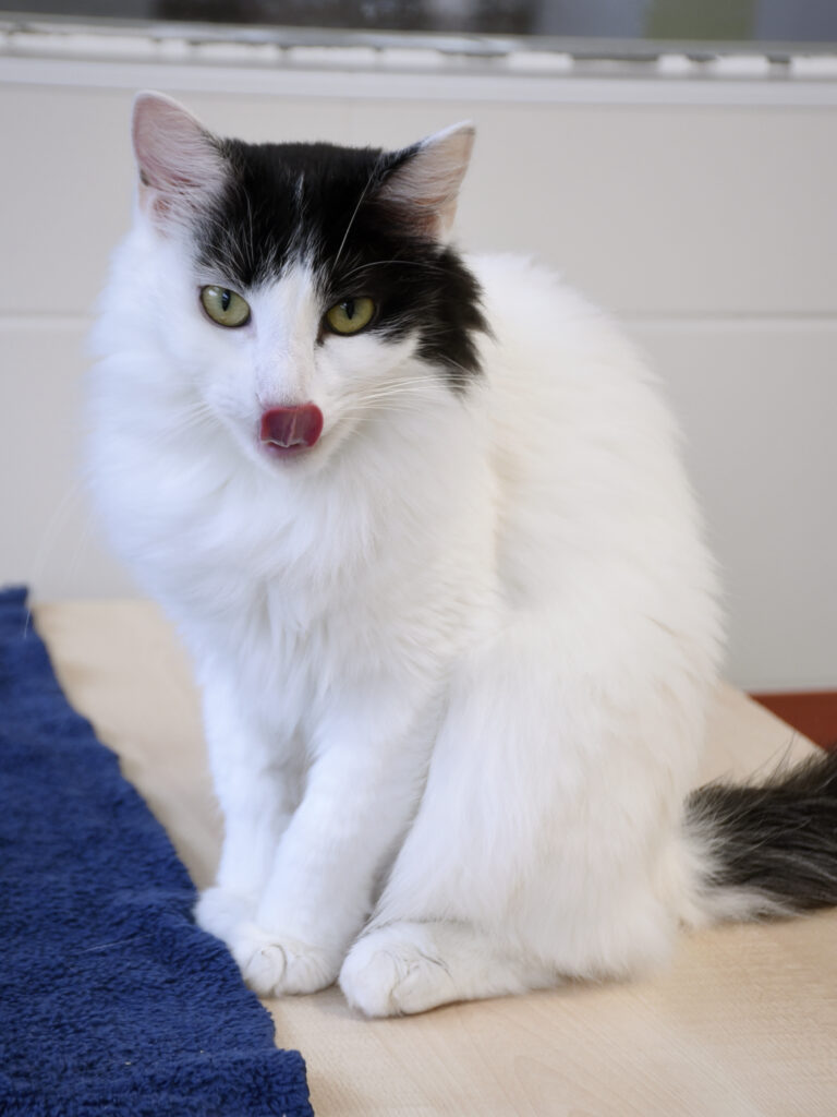 Guenièvre_Serdaigle-Diogène_08