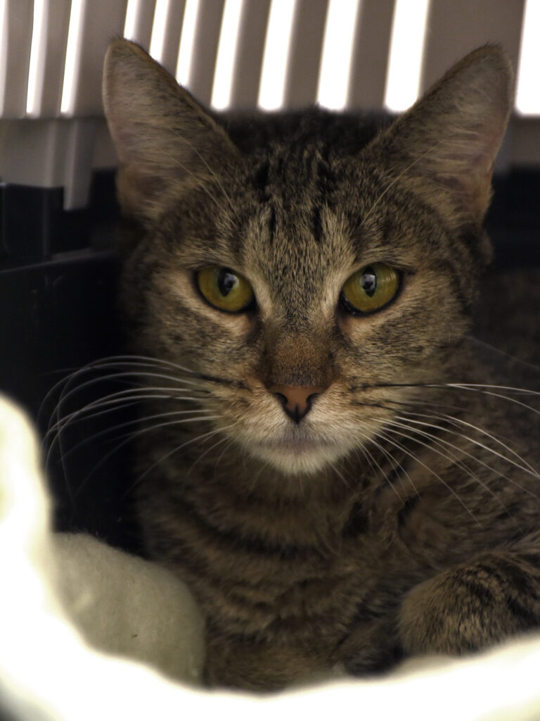 Hallebarde_Serdaigle-Diogène_04