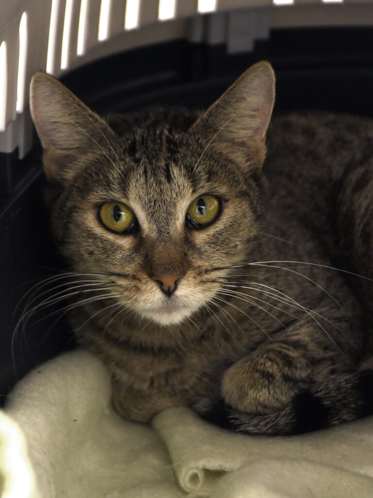 Hallebarde_Serdaigle-Diogène_05