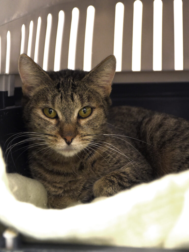 Hallebarde_Serdaigle-Diogène_06