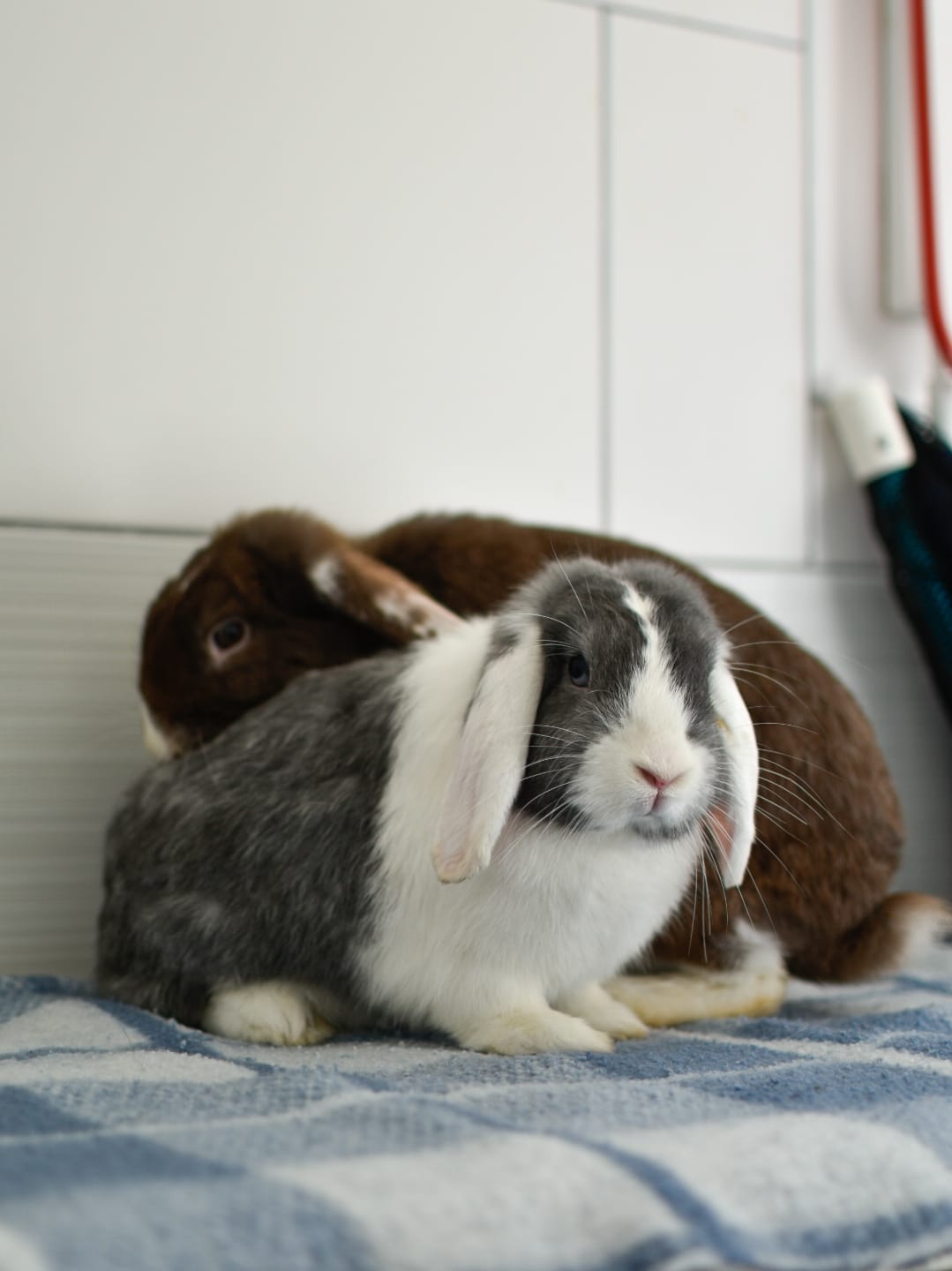Moka et Snow – Image 4