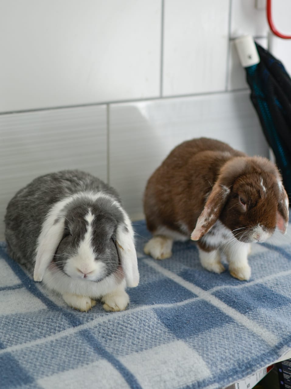 Moka et Snow – Image 8