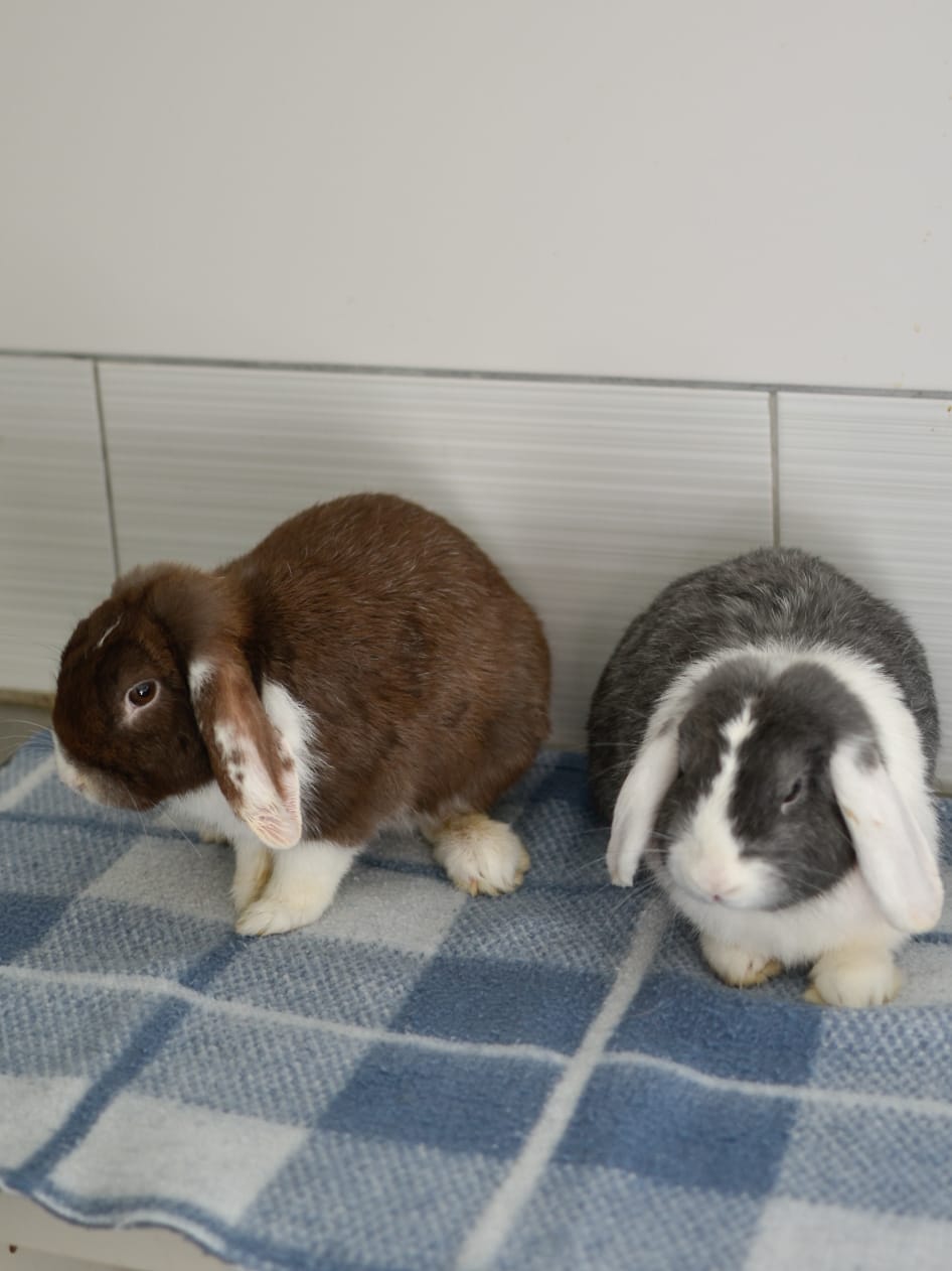 Moka et Snow – Image 10