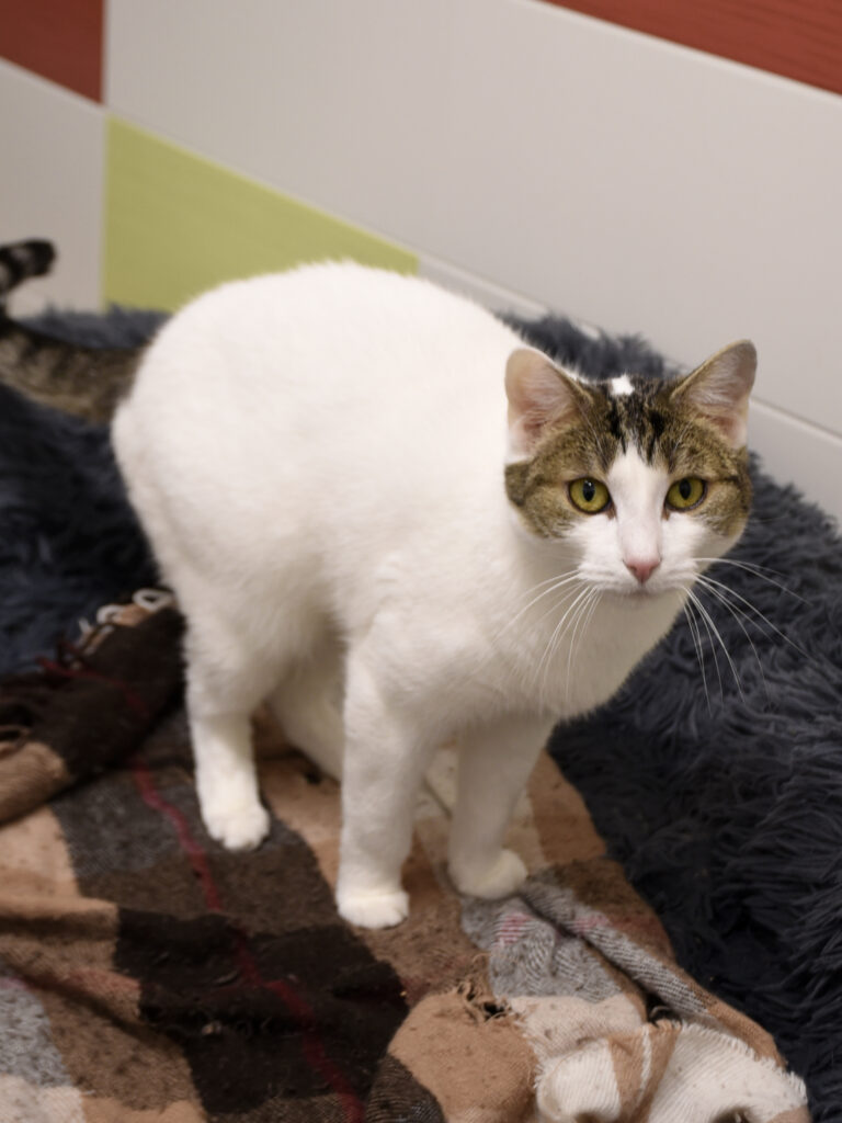 Lame-Serpentard-Diogènes-06