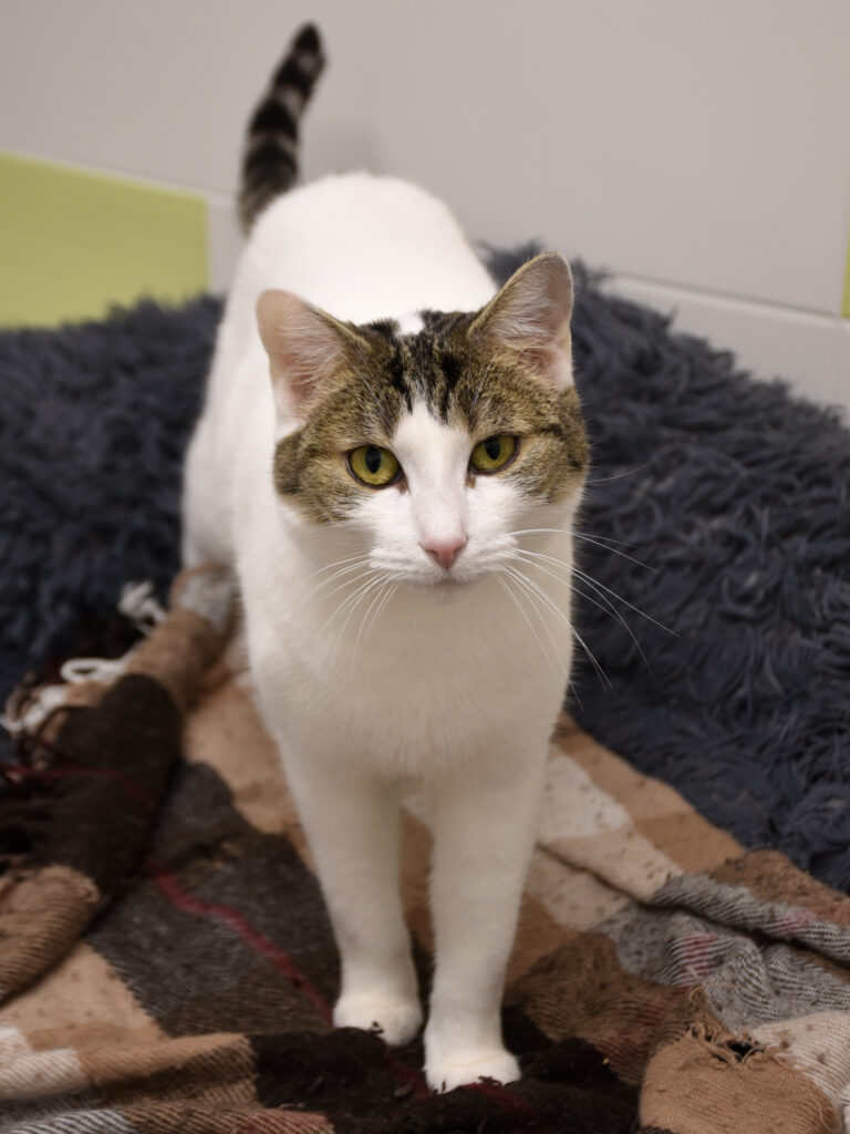 Lame-Serpentard-Diogènes-07