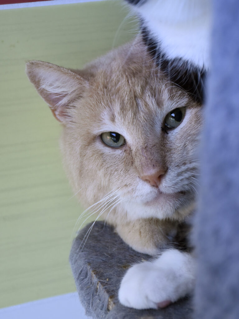 Madras_Griffondor-RetraitVertou_06