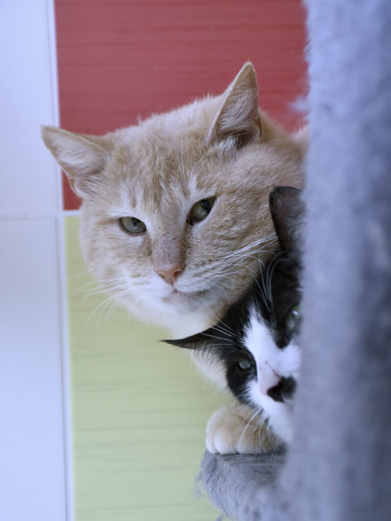 Madras_Griffondor-RetraitVertou_07