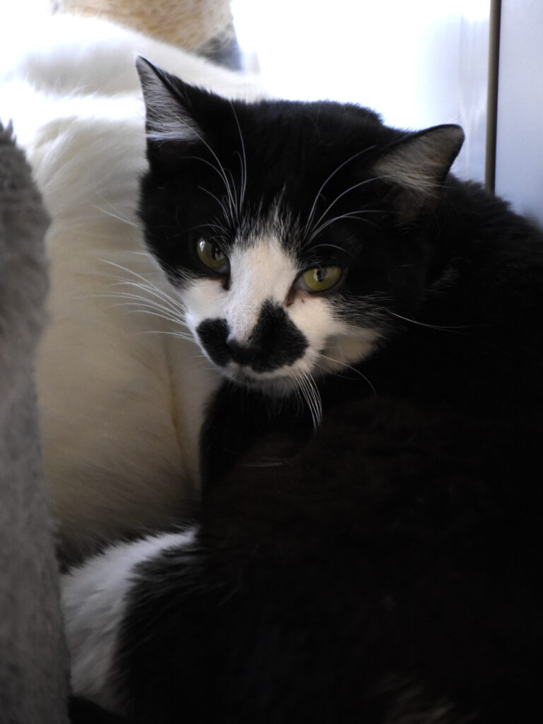 Maharaja-Griffondor-RetraitVertou-07