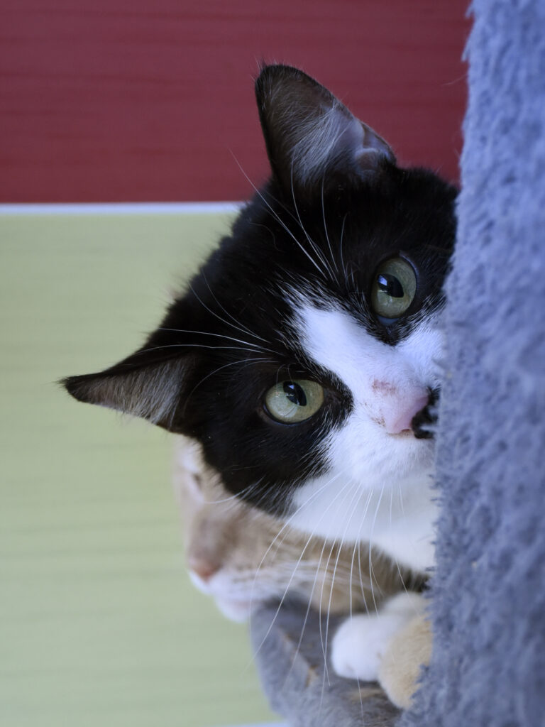 Massala_Griffondor-RetraitVertou_04