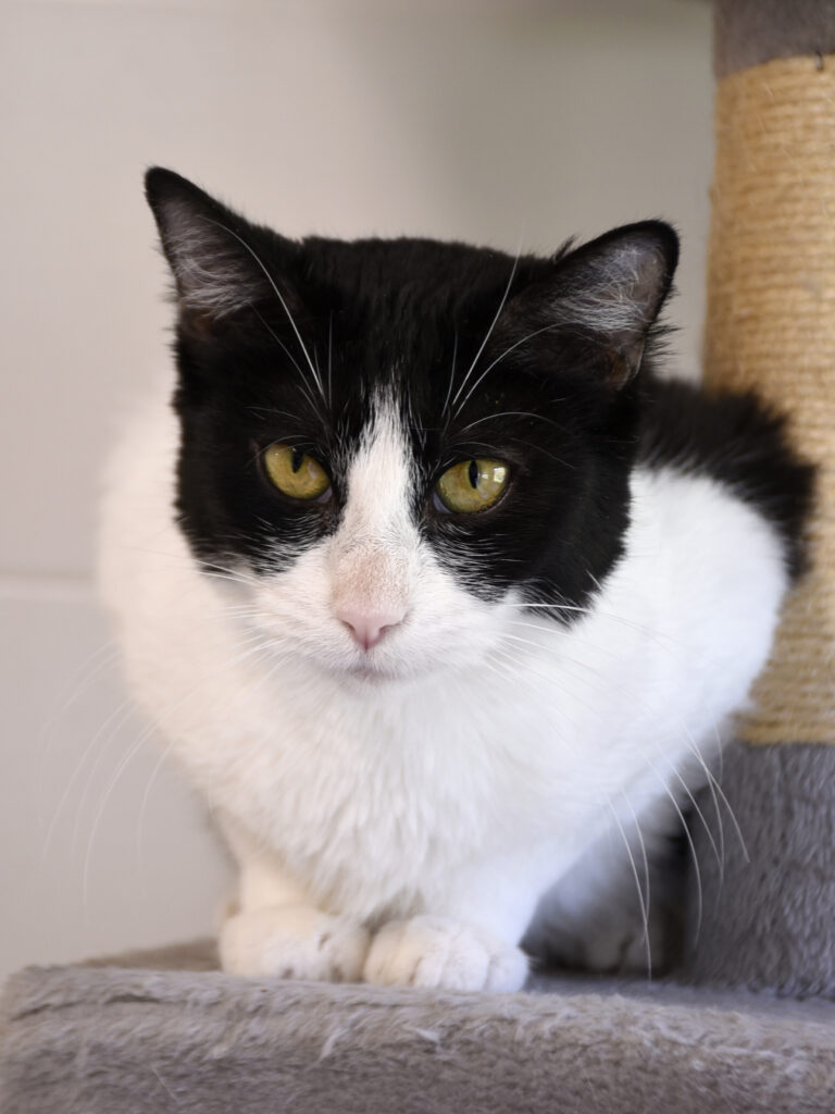 Ménestrel_Serdaigle-Diogène_08