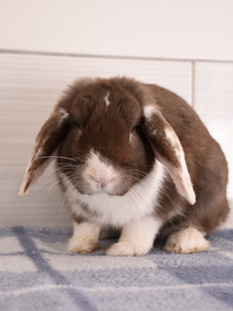 Moka et Snow_Lapins_03