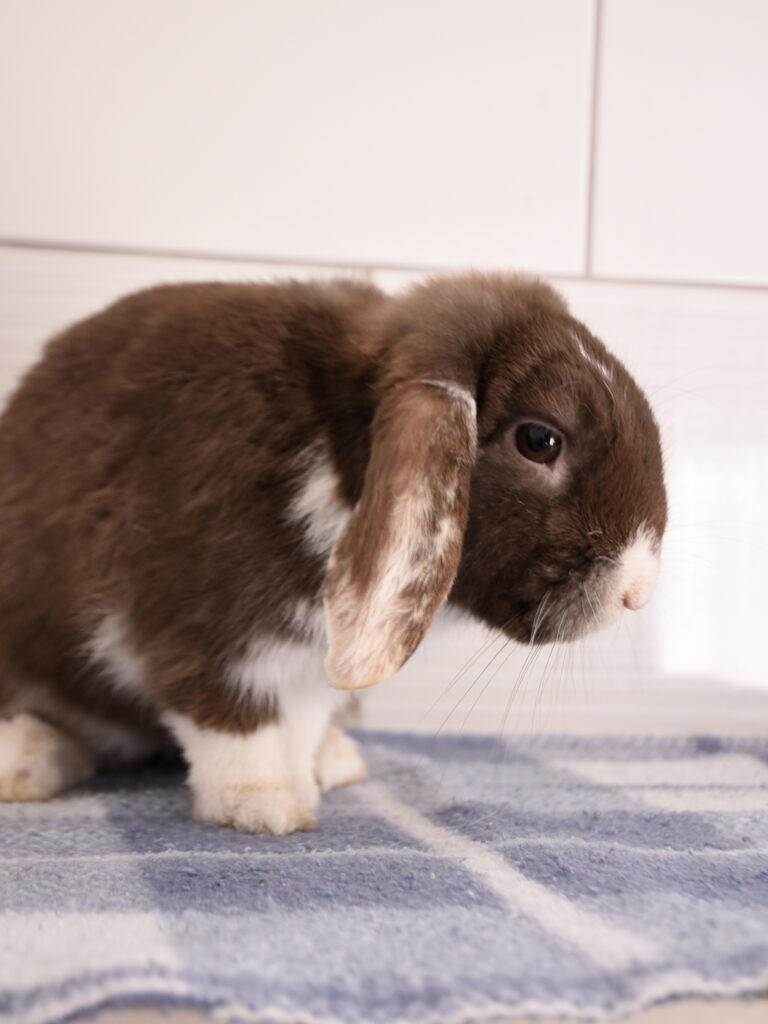 Moka et Snow_Lapins_04