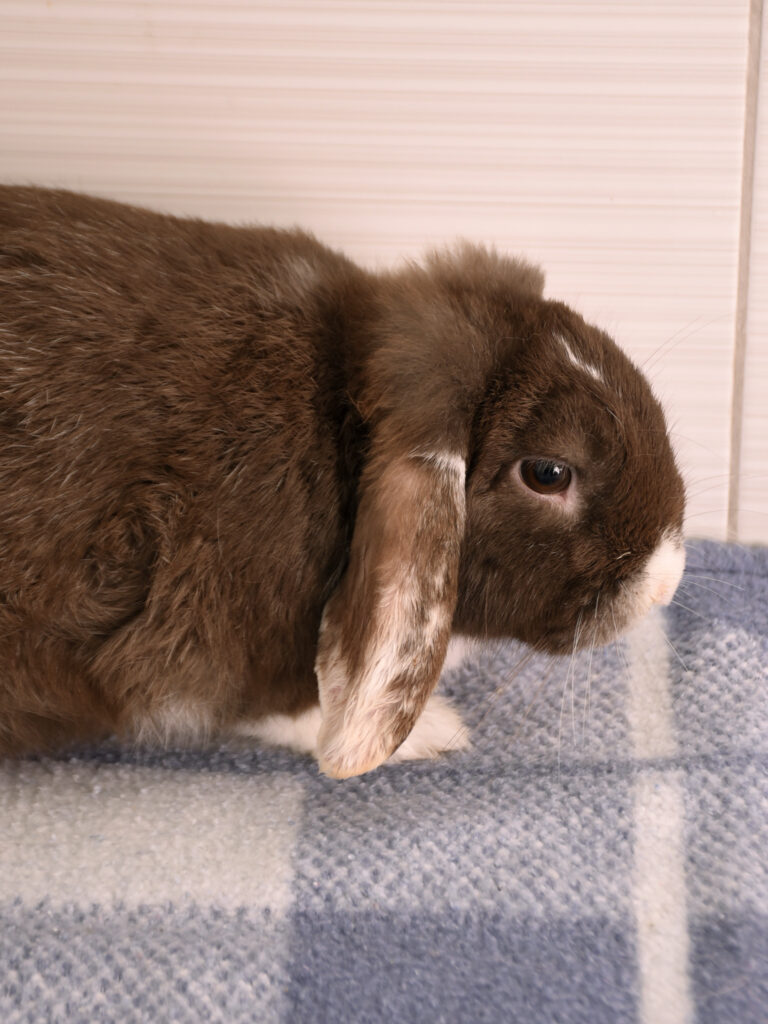 Moka et Snow_Lapins_05